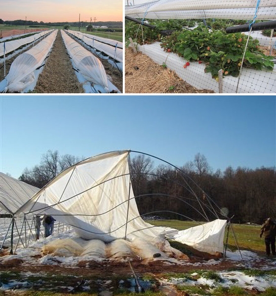 Three images showing (a) exterior of low tunnels over strawberry rows; (b) interior of low tunnels over strawberry row; (c) high tunnel collapsed over protected strawberry plants