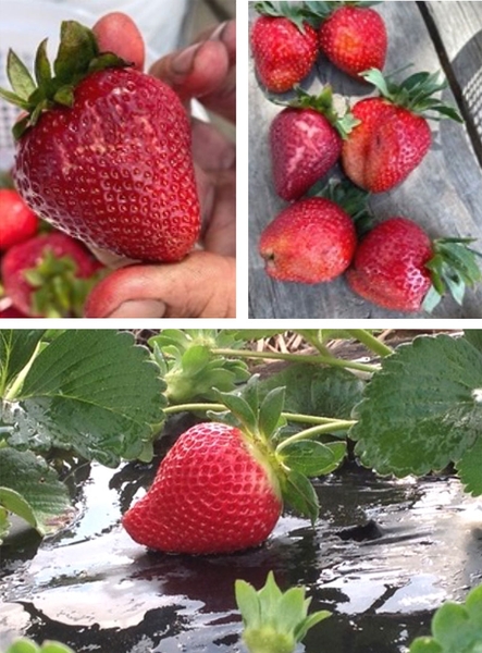 Three images showing (a) pitting on a ripe strawberry; (b) discoloration of ripe strawberries; (c) ripe strawberry on a plant in wet plastic mulch.