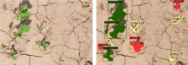 Left: Small cotton plants and weeds. Right: Figure from left with green overlaid on cotton plants, red on morning glories, and yellow on grass, to show AI-based weed detection.