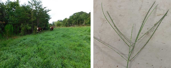 (l) Lush green grass with brown cows with white faces standing near trees in background. (r) Crabgrass seedhead with about 8 long, skinny arms.