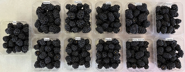 Eleven blackberry variety samples demonstrating varied size.
