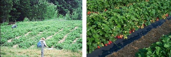 Left: two adults working in a matted-row strawberry field with trees in the background; right: strawberry plants with ripe fruit growing in a plasticulture system.