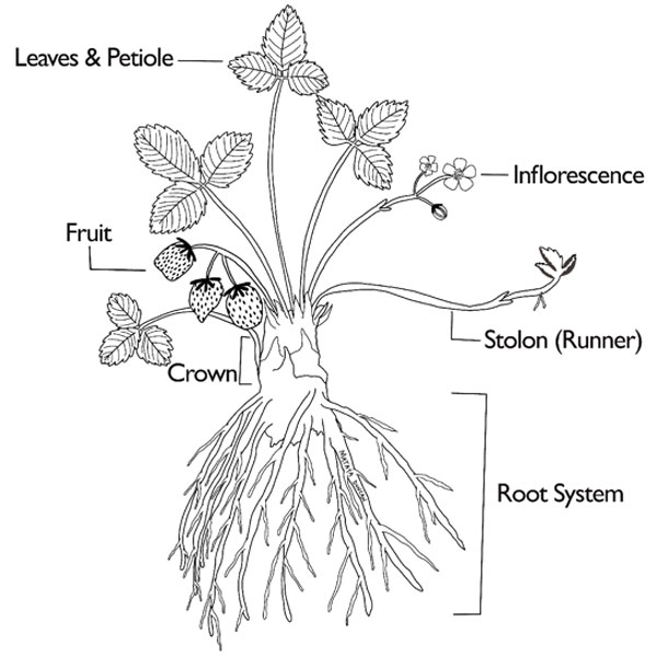 Illustration of a strawberry plant with each part labeled: leaves and petiole, inflorescence, fruit, stolon (runner), crown, and root system.