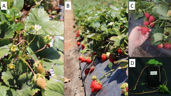 A: strawberry plant with unripe fruit, white flower. B: row of strawberry plants with red fruit. C: hand holding ripe strawberry on a plant. D: potted strawberry plant and runner.