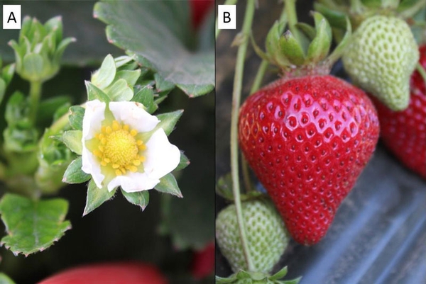 A: white open flower with yellow center; B: red strawberry fruit and green unripe fruit