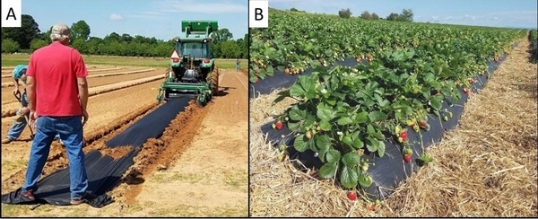 A: Two adults work while a tractor lays a row of black plastic mulch in a field; B: A row of strawberry plants with ripe fruit growing in black plastic mulch.