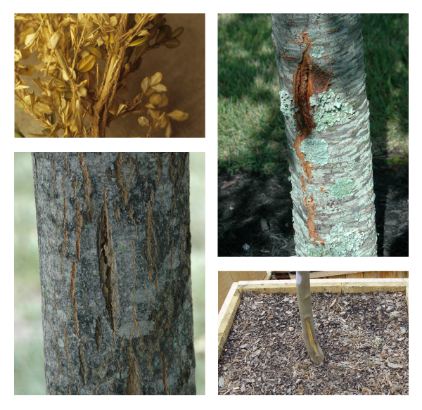 Four examples of plant stems and trunks that have split due to freezing.