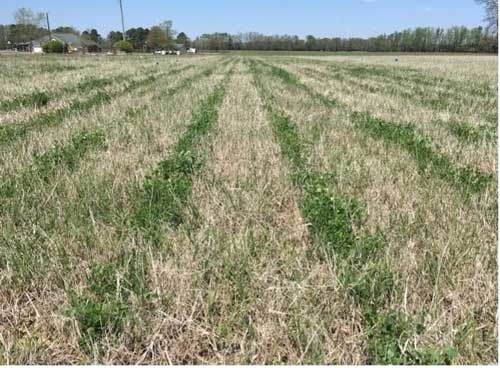 Green strips of alfalfa emerging in bermudagrass field.