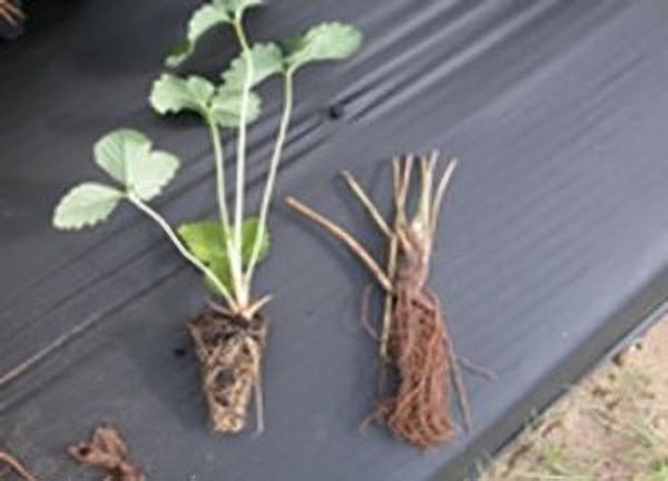 Plant on the left has leaves and a small plug of roots; plant on the right has stems with leaves cut off and a small plug of roots.