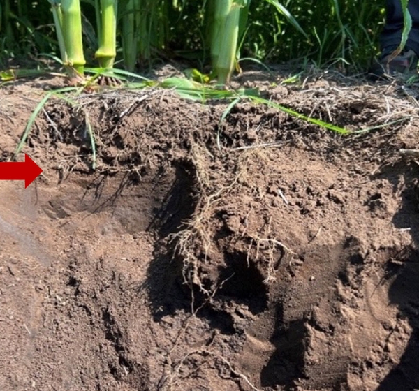 Soil cross section with an arrow showing where root growth ends and compacted soil begins.