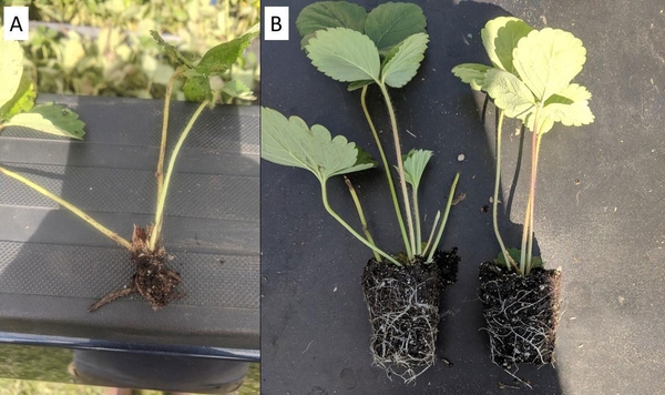 A: A plant with significant leaf growth but very small root plug; B: plants with crowns not visible and not well-developed roots.