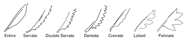 Seven different types of leaf margins: entire, serrate, double serrate, dentate, crenate, lobed, palmate.
