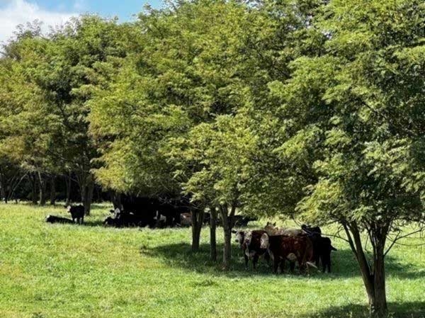 Photo of cattle standing in the shade of black locust trees, surrounded by grass pasture.