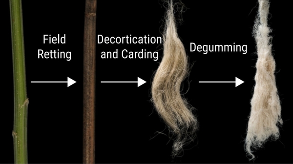 A green stem undergoes field retting and turns into a brown stalk, which undergoes decortication and carding and turns into a fibrous, hair-like texture before degumming turns it i