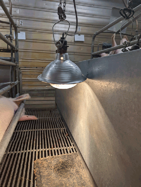 A heat lamp, similar to a clamp light with aluminum deflector, hanging above a small area.