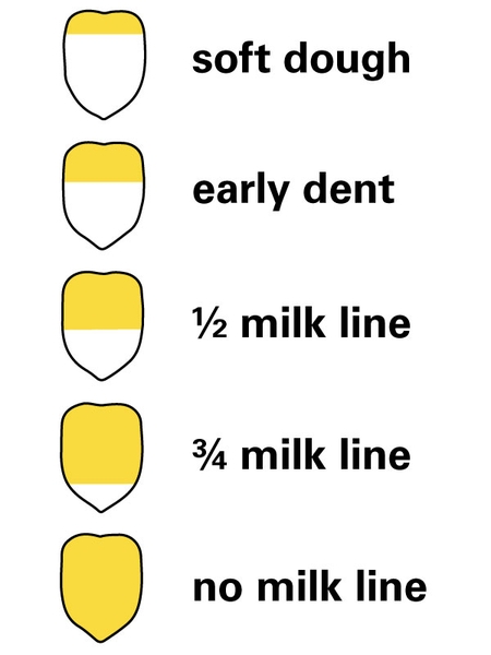 Progression of corn kernel ripening. No milk line (full yellow kernel), to 3/4 and 1/2 milk line, followed by early dent (top 1/3 is yellow), and soft dough (all but top is white)