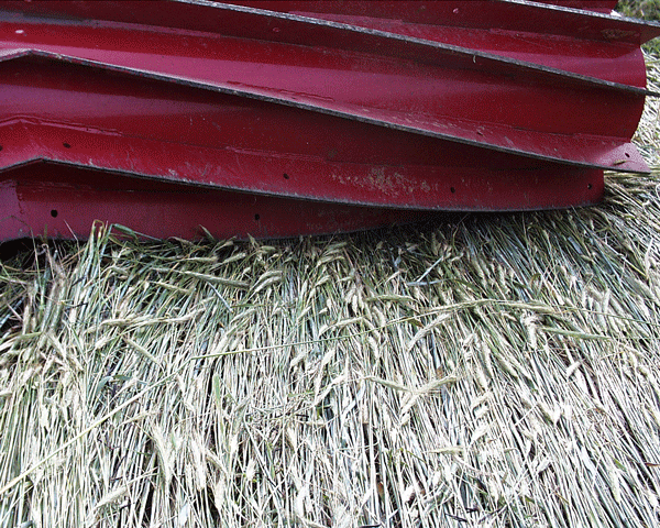 Close-up of steel blades flattening stems of rye plants