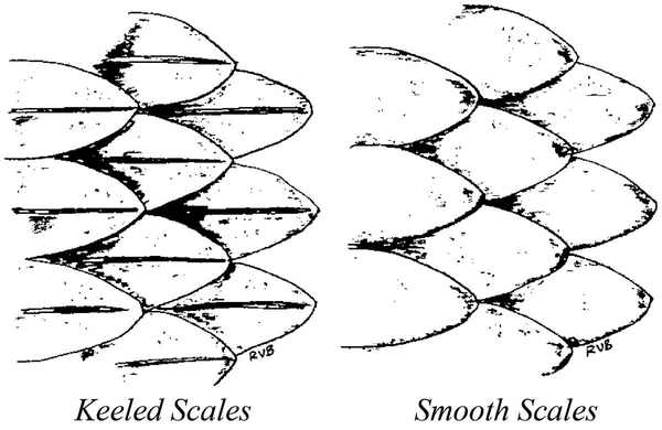 Keeled scales have a ridge down the middle of each scale while smooth scales do not.