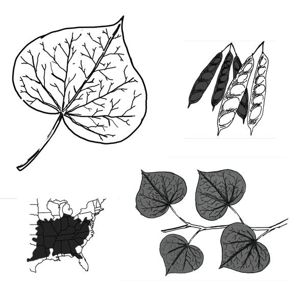 The leaf structure of the eastern redbud, a cluster of seed pods, and a growth pattern that covers the mid-Atlantic and the south, and west to the Mississippi river.