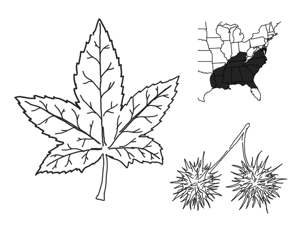 The leaf structure of the sweetgum tree, the spiny clusters that release the tree's seeds, and a growth pattern in the southern US, except for southern Florida.