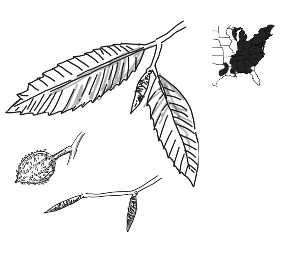 The leaf structure of the American beech tree, the triangular nuts, and a growth pattern that covers almost all of the eastern US except Florida.