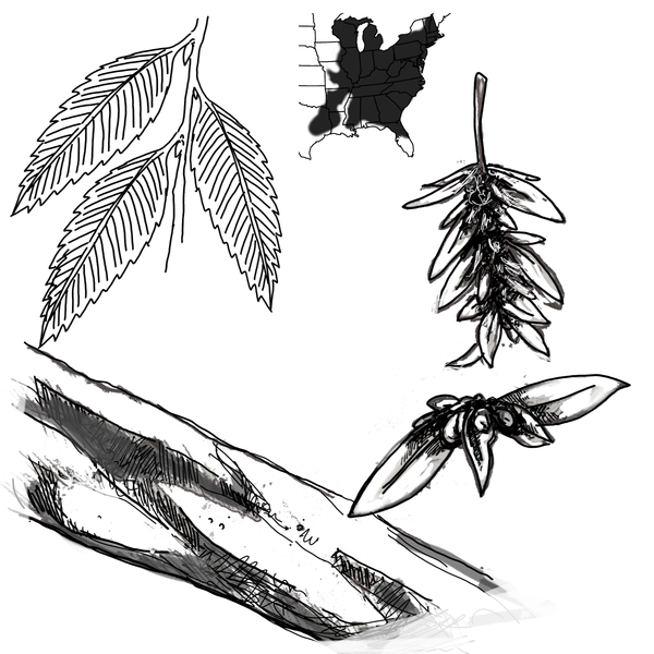 The leaf structure of the American hornbeam, a ribbed nutlet on a leafy bract, and a growth pattern that includes almost all of the eastern US, Michigan, and eastern Texas.