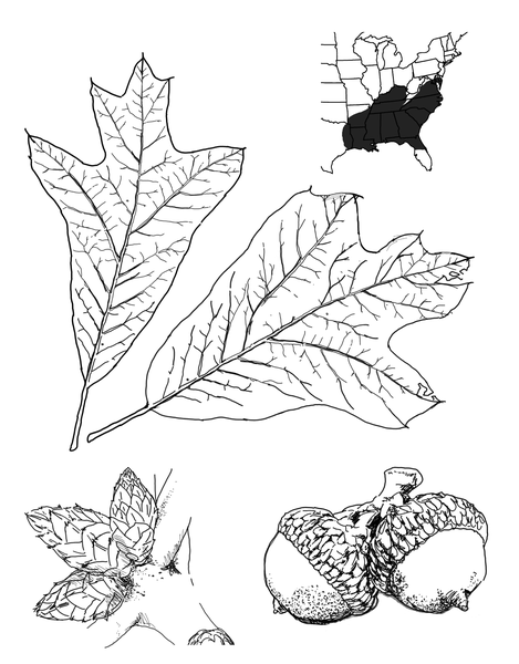 The leaf structure of the southern red oak, the tree's acorns with their caps, and growth patterns that include most of the South, other than southern Florida.