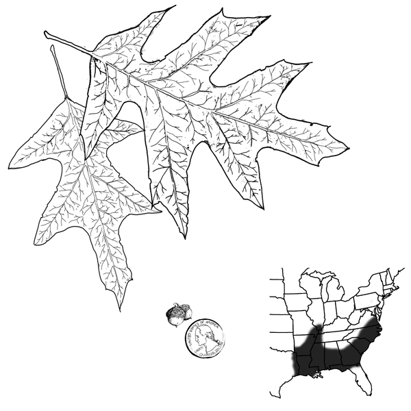 The leaf structure of the cherrybark oak, acorns with their caps, and a growth pattern that includes part of the mid-Atlantic, and most of the South, except for Florida.