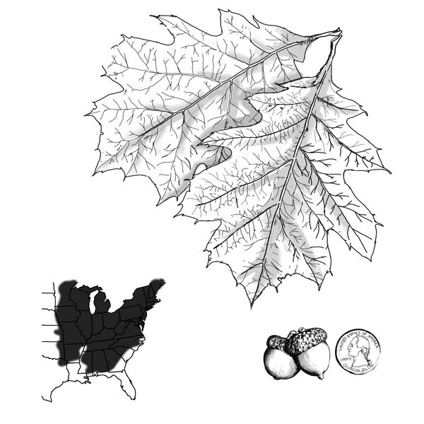 The leaf structure of the northern red oak tree, the tree’s acorns with their caps, and a map of the US showing the growth pattern