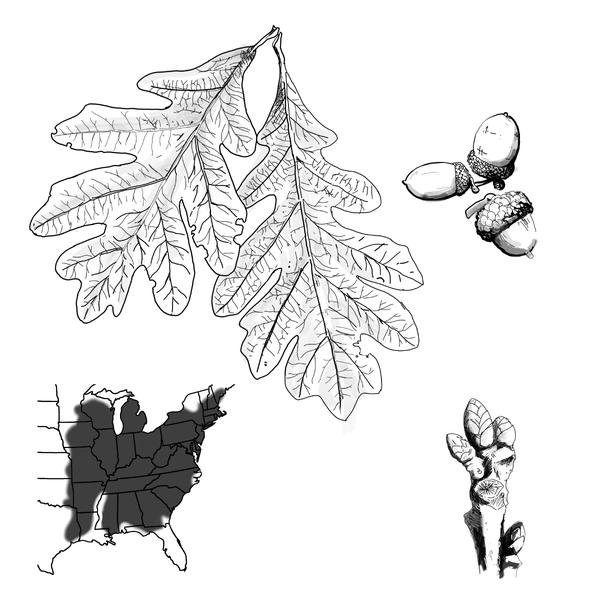 The leaf structure of the white oak tree, clusters of acorn with caps, and a large growth pattern that includes the northeastern US, the Midwest, and the south except for Florida.