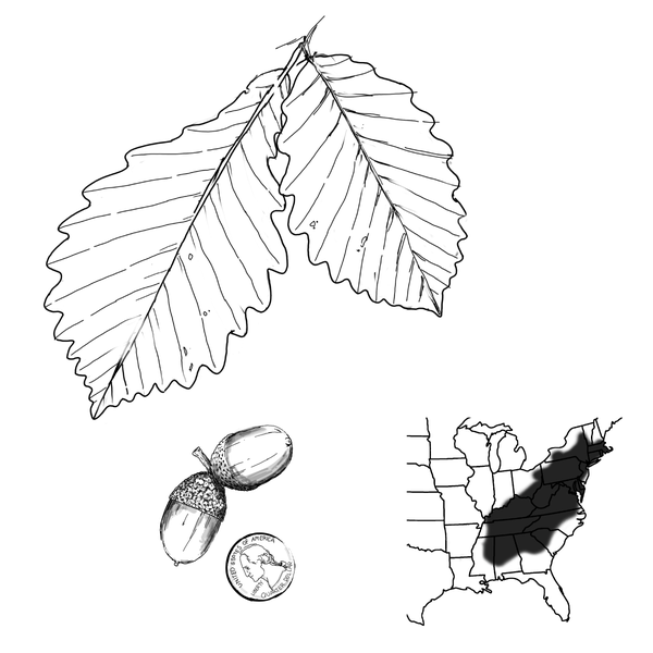 The leaf structure of the chestnut oak tree, the long acorns with their caps, and a growth pattern that includes the northeastern US and parts of the South.