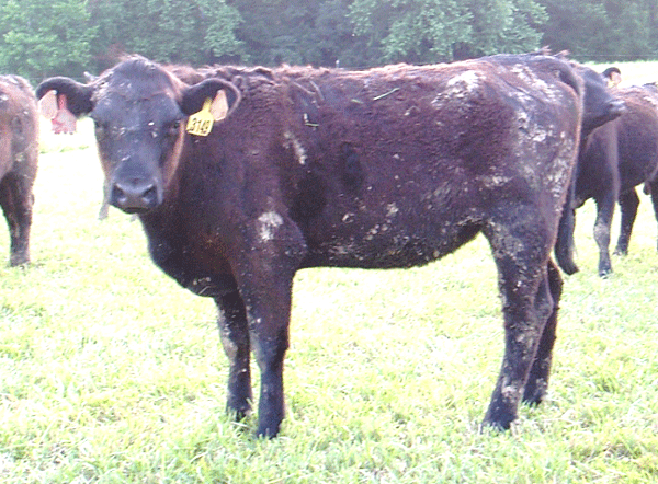 Heifer with mud-stained coat in tall fescue pasture
