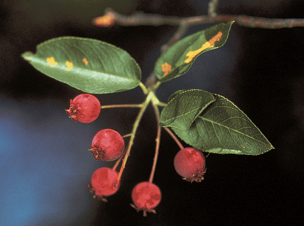 A sprig of green leaves with red berries on thin stems.