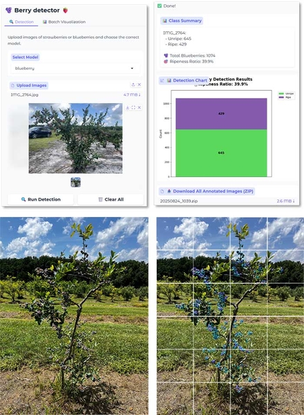 Screen captures of the berry detector app and images of the accompanying plants in the field.