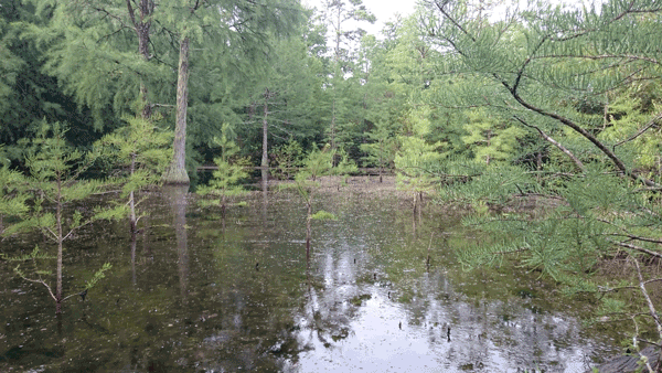 This Carolina bay is one example of a protected isolated wetland