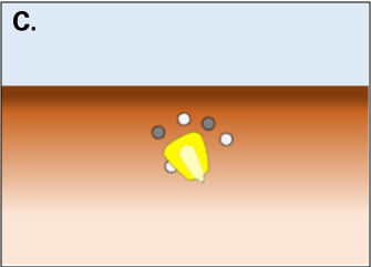 Illustration shows starter surrounding kernel