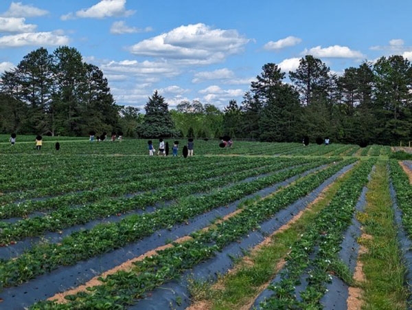 People of various ages in field with rows of strawberry plants planted in black plastic mulch with trees in the background.