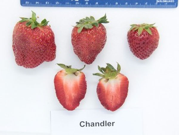 Three whole fruits between 2.5–4 cm and cross section showing bright red interior with lighter center.