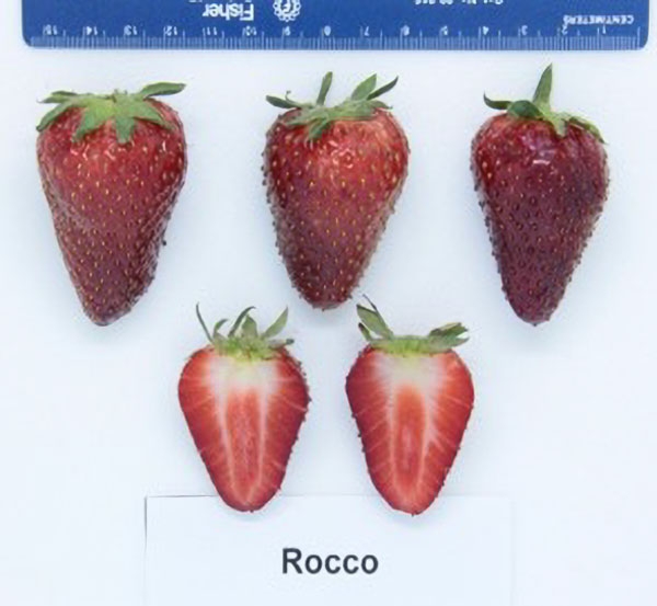 Three whole fruits between 3–4 cm and cross section showing bright red center with white veins.