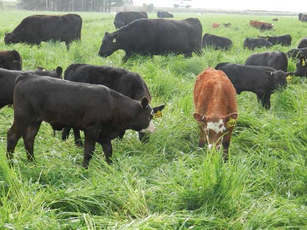 Cows grazing on lush rye growth.