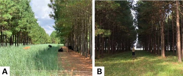(A) Pines shade cows resting in long forage grass between rows. (B) Tall pines almost completely shade a more closely cropped grass between rows.