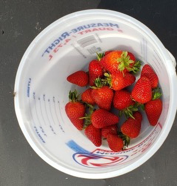 Bucket with ripe red harvested fruit