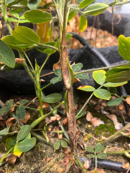 Peanut plant with split stem.
