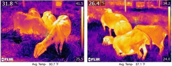 Thermal images of sheep grazing open pasture (L) vs. silvopasture (R). Warmer surfaces show up as yellow. Cooler surfaces show up as dark purple.