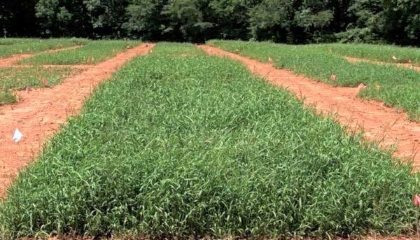 Lush green crabgrass grows in a long strip with brown soil alleys on each side and trees in the background.