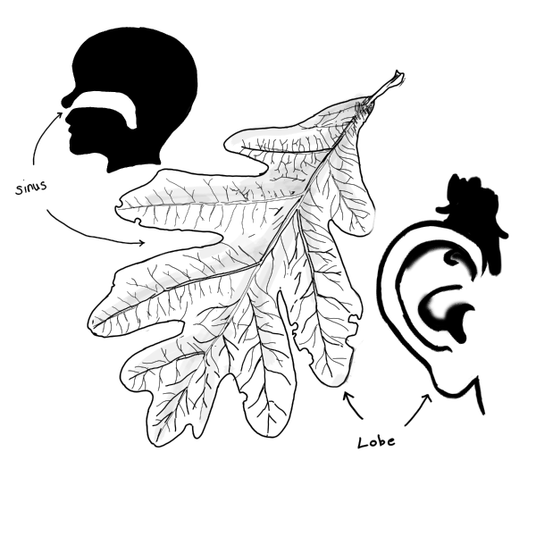 An illustration showing how lobes and sinuses in leaves resemble human anatomical features.