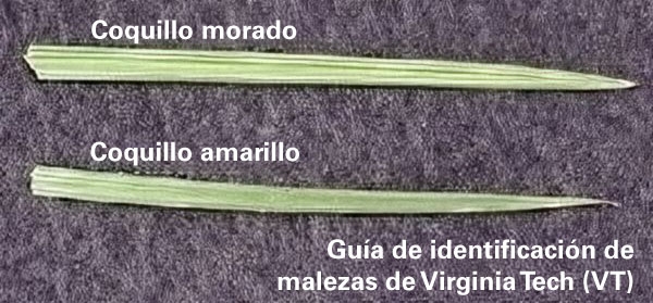 Comparación de las láminas foliares del coquillo morado y amarillo, en la que el morado presenta bordes más definidos a lo largo de la hoja.