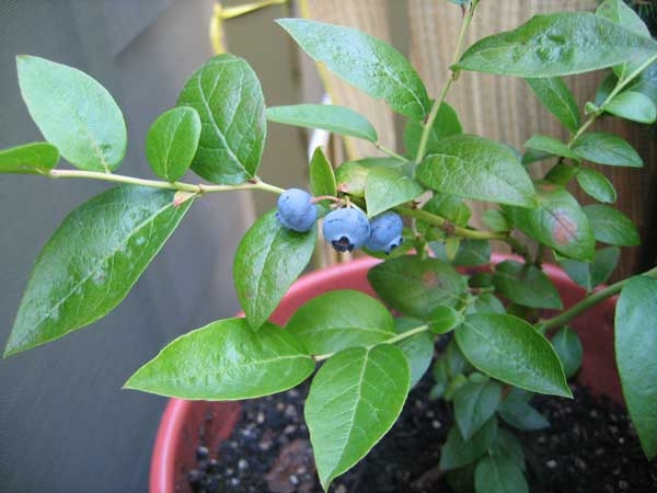 Young blueberry plant in a reddish plastic container. Three small berries visible on close-up of stem.