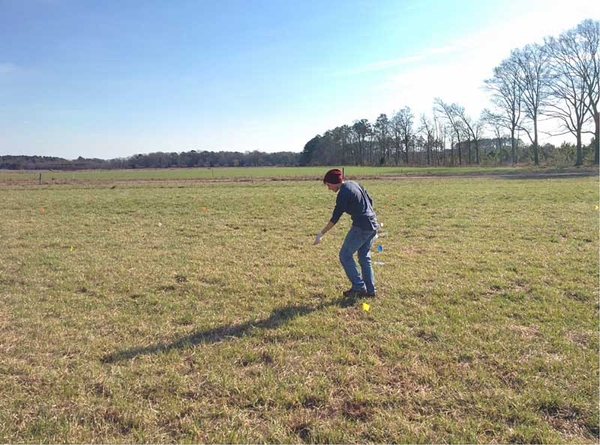 A farmer broadcasts clover seed by hand in a tall fescue pasture.