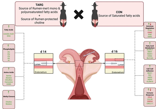 Graphic comparing results of the TARG and CON treatments as described in caption and text.